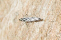 Parectopa bumeliella