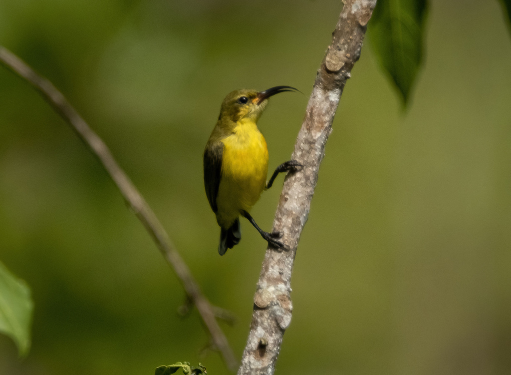 Flame-Breasted Sunbird