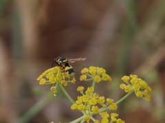 Euodynerus variegatus