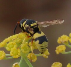Euodynerus variegatus