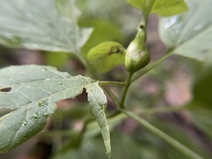 Asphondylia eupatorii