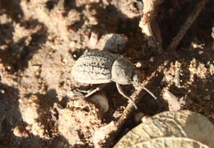 Microschatia morata