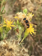 Euodynerus hidalgo