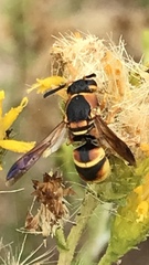 Euodynerus hidalgo