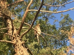 Accipiter cooperii