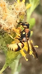 Euodynerus hidalgo