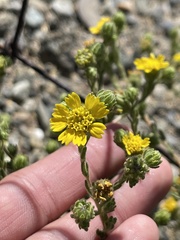 Deinandra bacigalupii