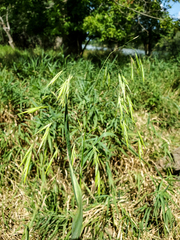 Bromus latiglumis