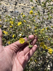 Deinandra bacigalupii