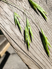 Bromus latiglumis