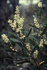 Orites diversifolius
