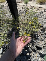 Deinandra bacigalupii