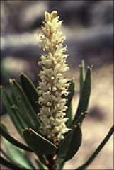 Orites diversifolius