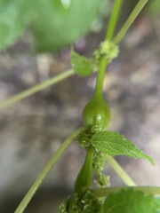 Neolasioptera boehmeriae