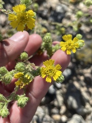 Deinandra bacigalupii