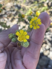 Deinandra bacigalupii