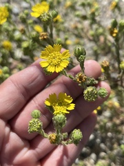 Deinandra bacigalupii