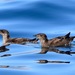 Marbled Murrelet - Photo (c) connordunlap, some rights reserved (CC BY-NC), uploaded by connordunlap