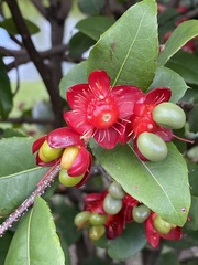 Ochna thomasiana