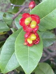 Ochna thomasiana