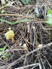 Cudoniaceae