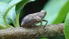 Issus coleoptratus
