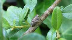 Issus coleoptratus