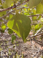 Psydrax latifolia