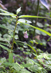 Impatiens hypophylla microhypophylla