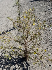 Deinandra bacigalupii