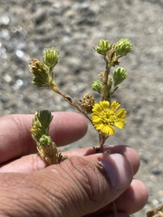 Deinandra bacigalupii