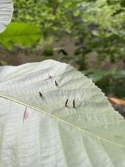 Caryomyia subulata