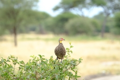 Pternistis leucoscepus