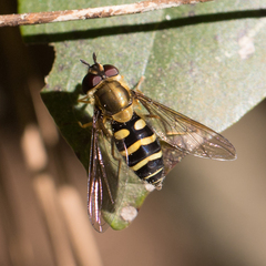 Syrphus phaeostigma
