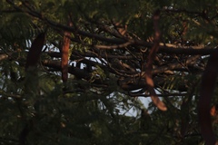 Glaucidium