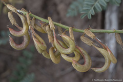 Astragalus curvicarpus