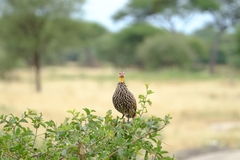 Pternistis leucoscepus