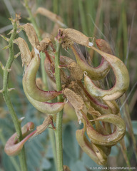 Astragalus curvicarpus