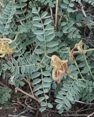 Astragalus curvicarpus