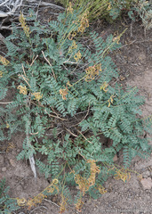 Astragalus curvicarpus