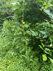 Echeandia michoacensis