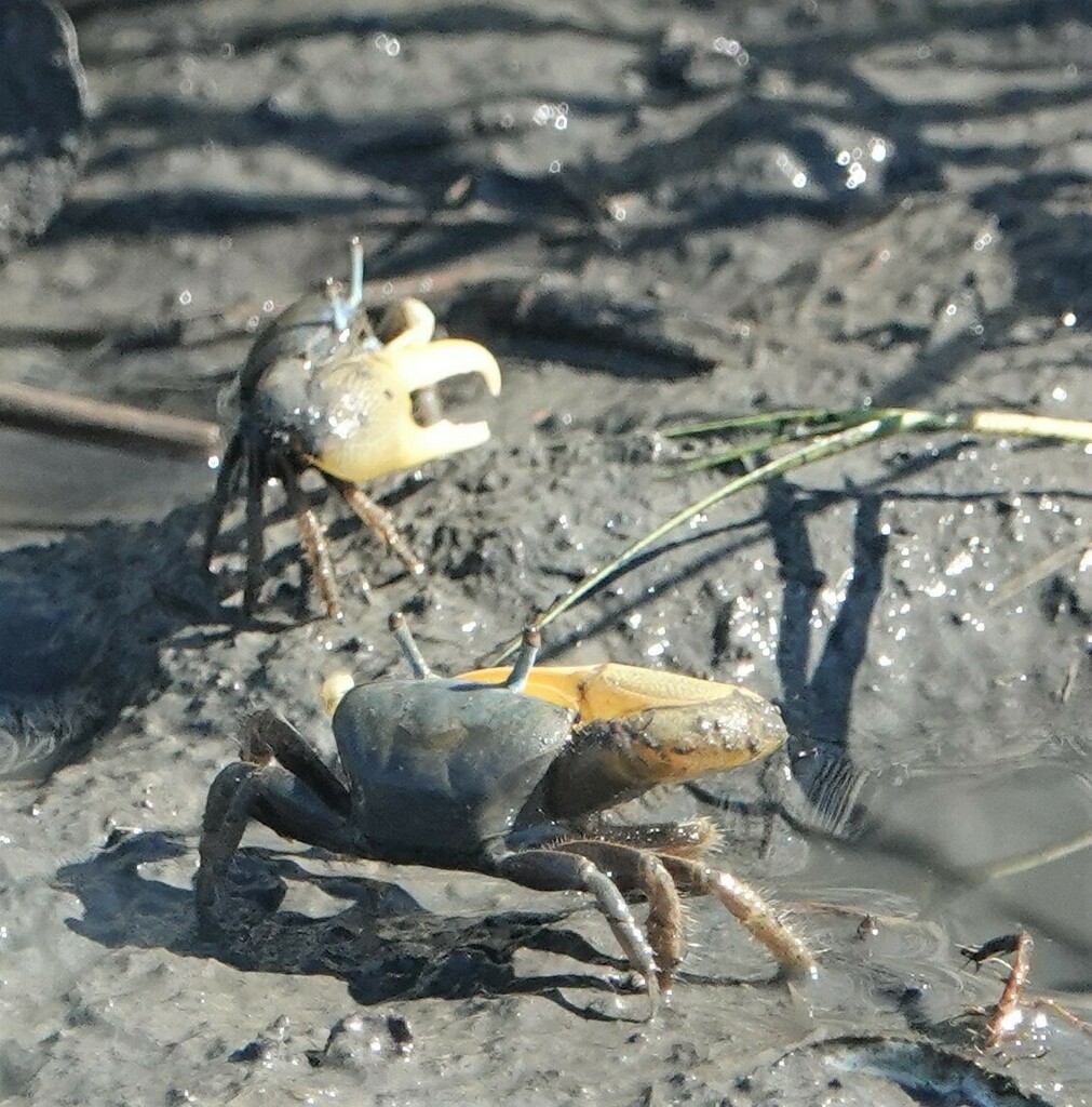 mud-fiddler-crab-from-new-haven-county-ct-usa-on-august-19-2022-at