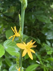 Echeandia michoacensis