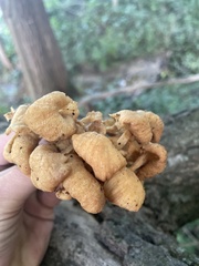 Pleurotus citrinopileatus