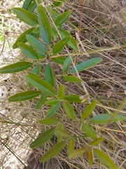 Jasminum didymum