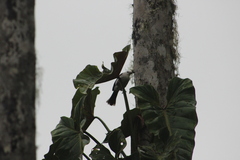 Campylorhynchus albobrunneus