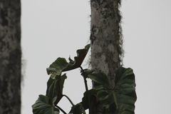 Campylorhynchus albobrunneus