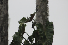 Campylorhynchus albobrunneus