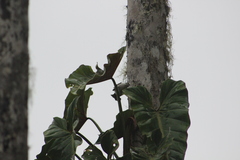 Campylorhynchus albobrunneus