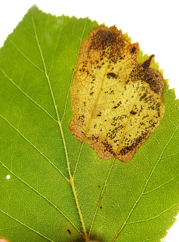 Early Birch Leaf Edgeminer photo 2